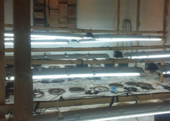 Scoperta maxi piantagione di Marijuana a Scandale