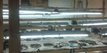 Scoperta maxi piantagione di Marijuana a Scandale