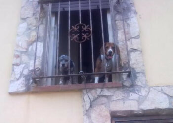Maltrattamenti su cuccioli di cane, deferito parroco di Crotone