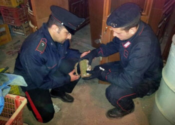 Marijuana nascosta in deposito attrezzi a Isola