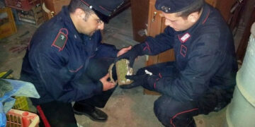 Marijuana nascosta in deposito attrezzi a Isola