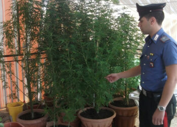 Piantagione marijuana sul terrazzo, in manette due fratelli crotonesi