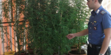 Piantagione marijuana sul terrazzo, in manette due fratelli crotonesi