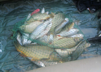 Ancora pesca illegale sul fiume Tacina, sanzionati 3 rumeni