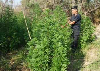 Piantagione di cannabis vicino la propria azienda agricola a Isola