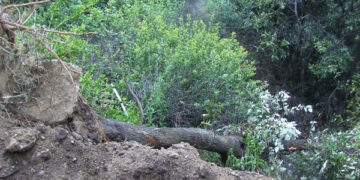 Pista abusiva in area boscata di Cotronei, una denuncia