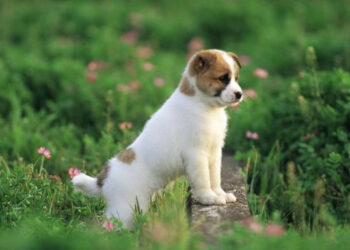 Un’oasi felice per animali abbandonati a Ciro’ Marina