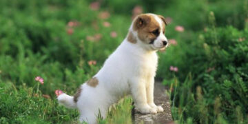 Un’oasi felice per animali abbandonati a Ciro’ Marina