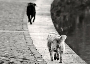 Randagismo, Tirone: sensibilizzare giovani nelle scuole