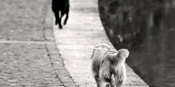 Randagismo, Tirone: sensibilizzare giovani nelle scuole