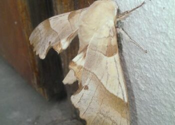 Carfizzi, ritrovata una rara specie di falena