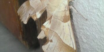 Carfizzi, ritrovata una rara specie di falena