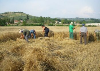 Pallagorio, rinviata la seconda edizione festa della mietitura