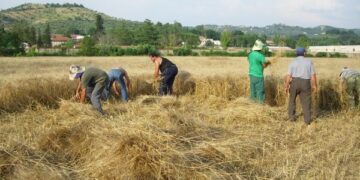 Pallagorio, rinviata la seconda edizione festa della mietitura