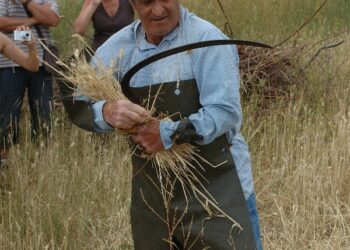 Pallagorio, rievocata la mietitura
