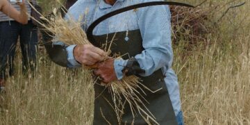 Pallagorio, rievocata la mietitura