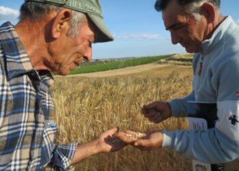 Pallagorio, domenica 14 luglio Festa della mietitura