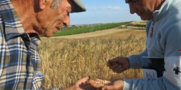 Pallagorio, domenica 14 luglio Festa della mietitura