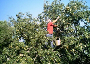 Rubano 3 quintali di pesche, in manette cinque persone