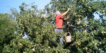 Rubano 3 quintali di pesche, in manette cinque persone