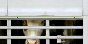 Trasportavano irregolarmente bovino: multa di 18mila euro