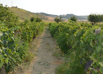 106 piante di marijuana in un vigneto, arrestato il proprietario