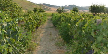 106 piante di marijuana in un vigneto, arrestato il proprietario