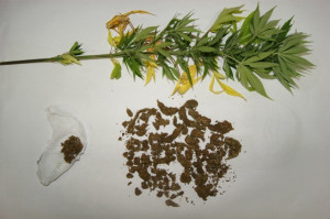 Marijuana in casa, in manette giovane borgese