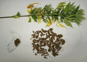 Marijuana in casa, in manette giovane borgese