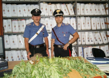 Coltivava marijuana sul terreno del padre