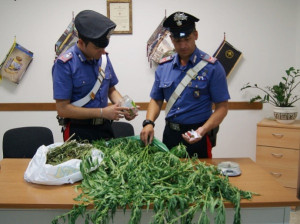 Mini piantagione di Marijuana nel soffitto di casa
