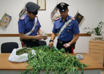 Mini piantagione di Marijuana nel soffitto di casa