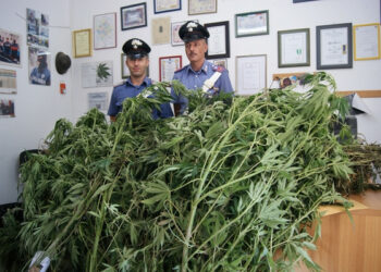Pensionato sorpreso ad annaffiare marijuana nel catanzarese