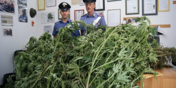 Pensionato sorpreso ad annaffiare marijuana nel catanzarese