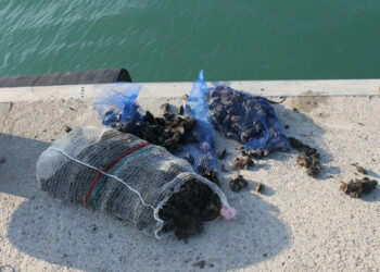 Pesca illegale, sequestrati 10kg di cozze a Crotone