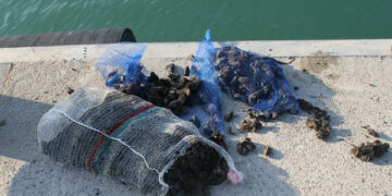 Pesca illegale, sequestrati 10kg di cozze a Crotone