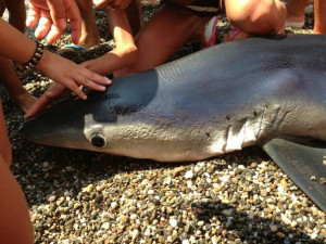 Squalo spiaggiato a Punta Alice a Cirò Marina (1)