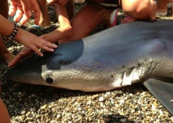 Piccolo squalo spiaggiato a Punta Alice