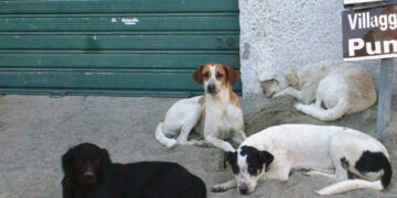 Un turista cirotano aggredito da cani randagi sotto il cavalcavia