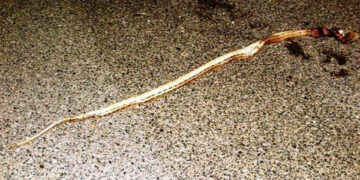 Quattro serpenti Cervoni uccisi sulla strada provinciale Ciro’-Umbriatico