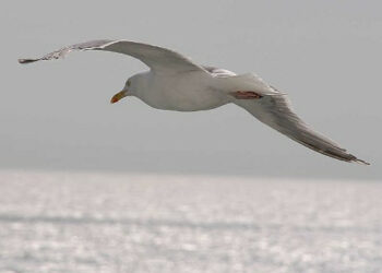 Tutela animali, in 48 ore salvati dieci gabbiani