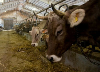 Abolizione Imu agricola, Coldiretti: boccata d’ossigeno per imprese