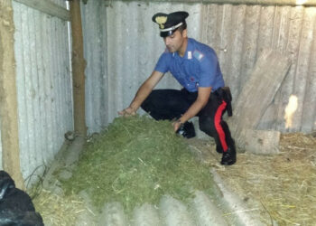 Droga, 24enne isolitano trovato con 2,5kg di marijuana