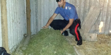 Droga, 24enne isolitano trovato con 2,5kg di marijuana