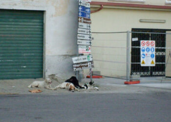 Randagismo a Ciro’ Marina, Siciliani: non abbandonate gli animali