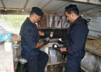 Cocaina in gabbia conigli, arrestato 42enne di Isola