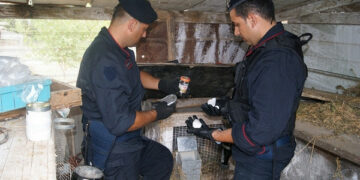 Cocaina in gabbia conigli, arrestato 42enne di Isola