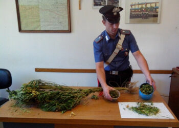 Cotronei, arrestata donna con mezzo etto di marijuana