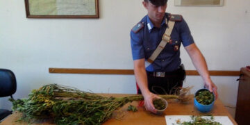 Cotronei, arrestata donna con mezzo etto di marijuana