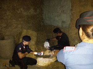 Esplosivo tra le galline (1)